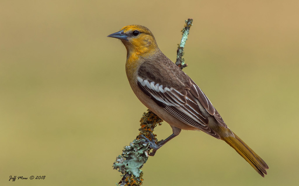 Птицы орловской области фото Bullock's Oriole - Female Bullock's Oriole Female - Laguna. Flickr