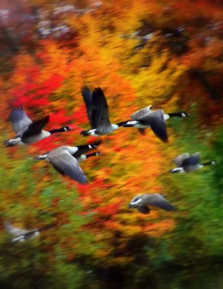 Птицы осенью фото the air is wild with leaves Canadian goose, Autumn trees, Beautiful birds