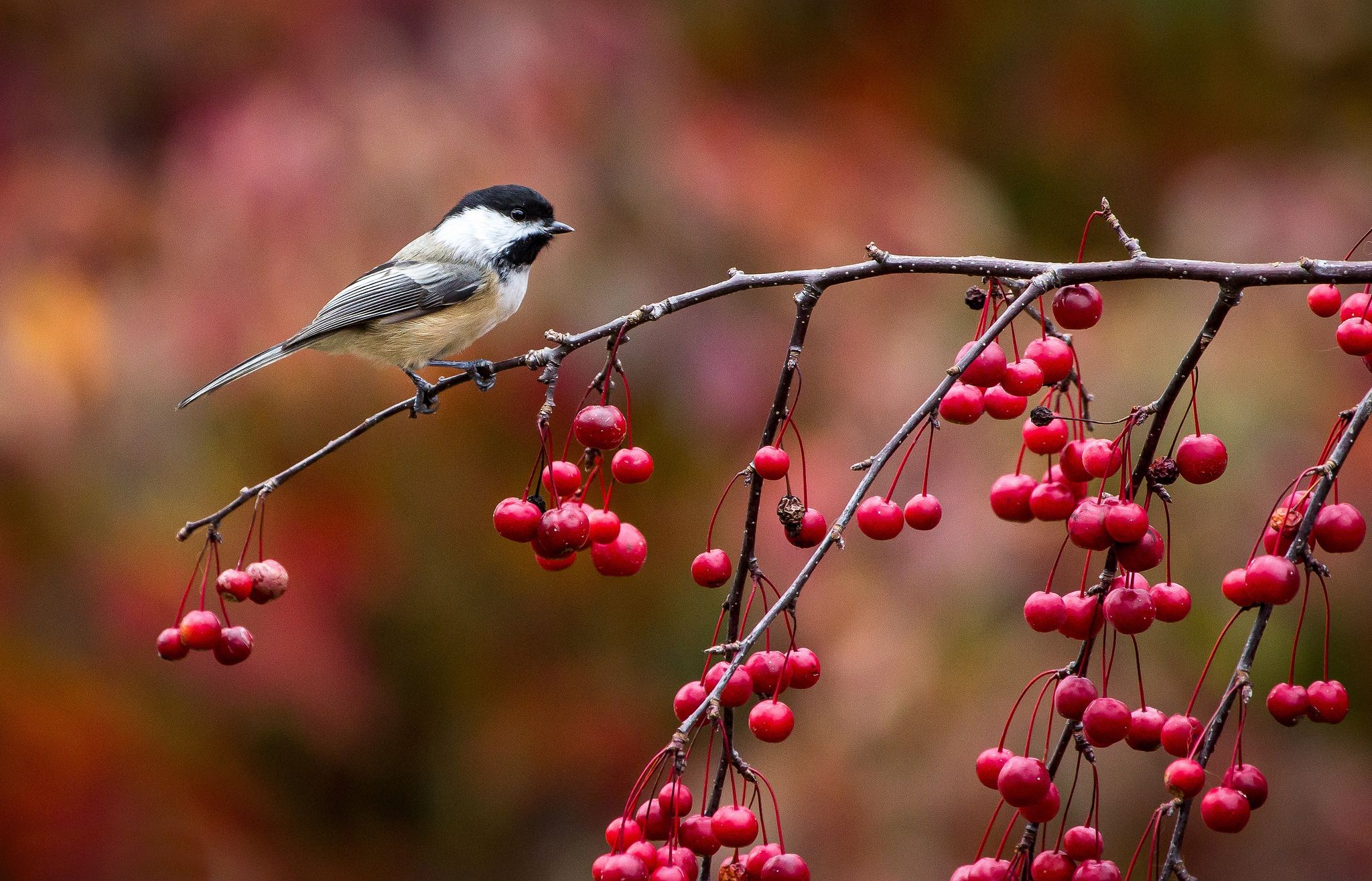 Птицы осенью фото красивые 2048x1315 Wallpaper bird, chickadee, titmouse, branch, berries, autumn