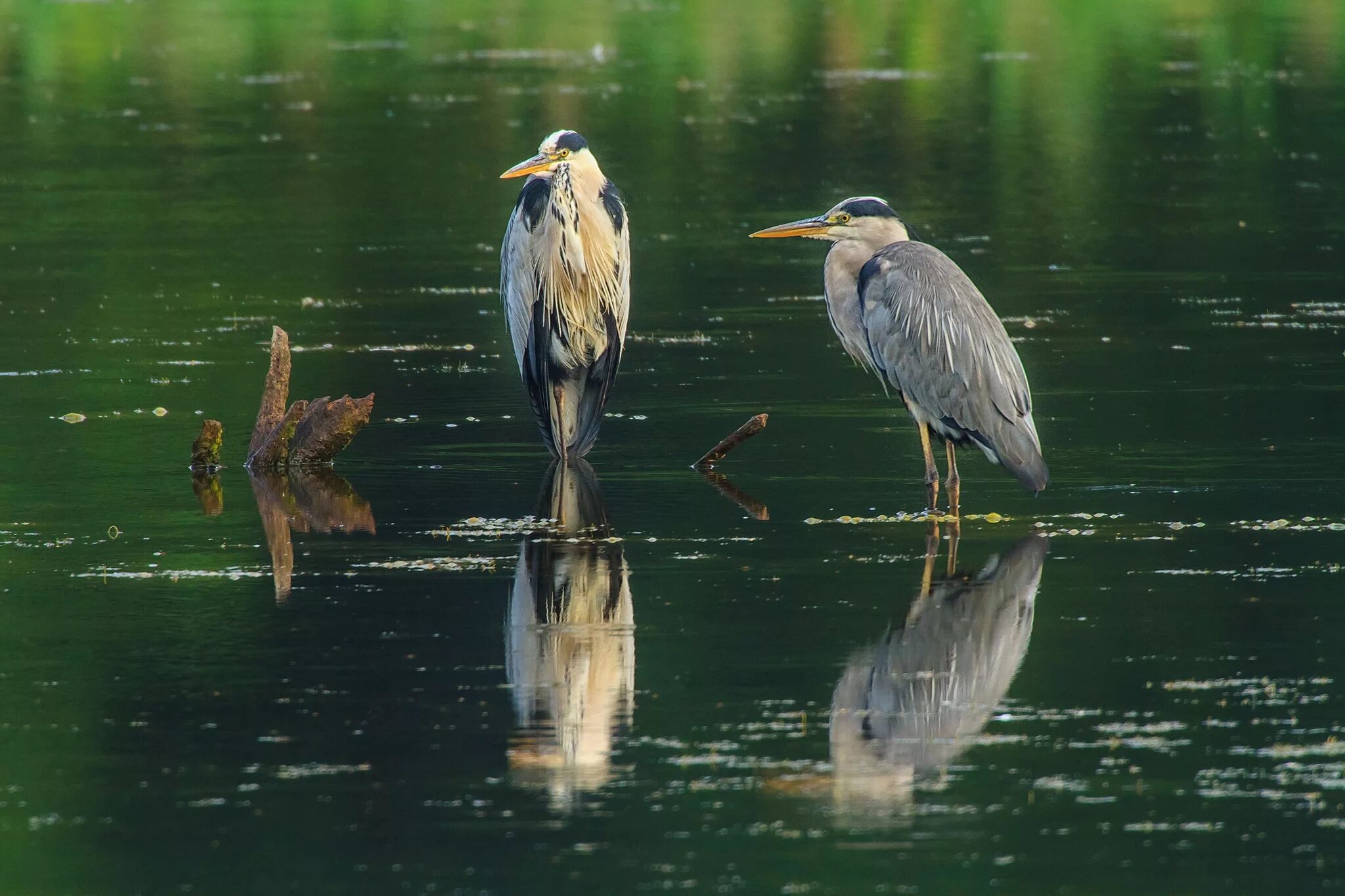 Птицы озер фото Wallpaper : birds, animals, water, nature, reflection, wildlife, herons, bird, h