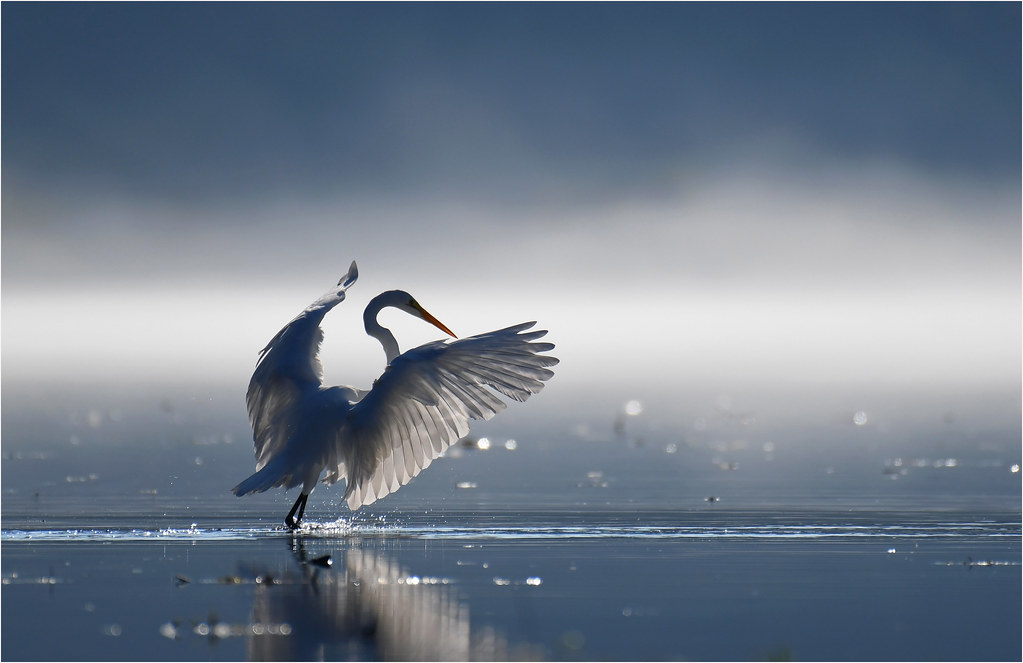 Птицы озер фото Great Egret Working the Wetlands. Louis Ruttkay Flickr