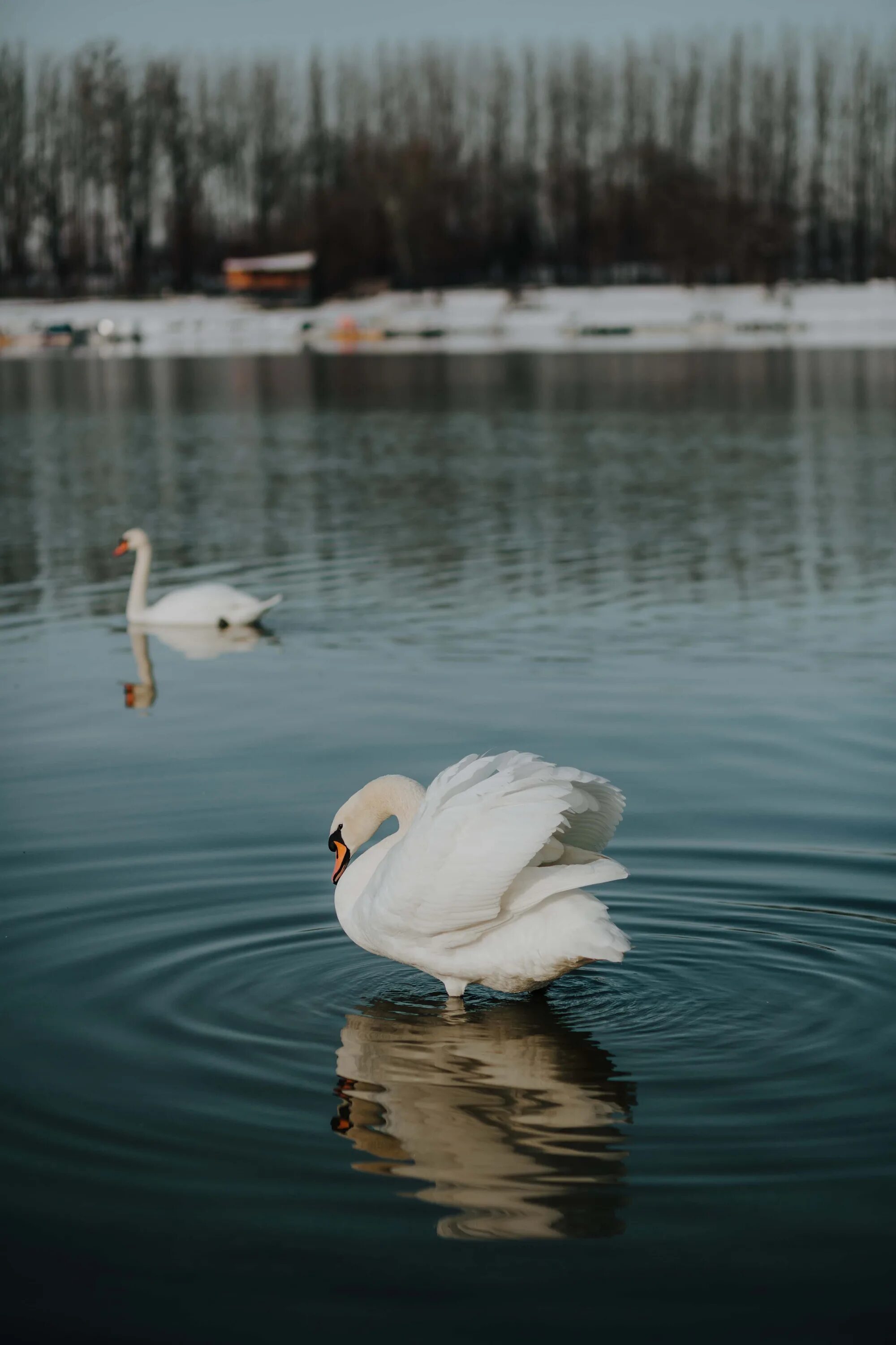 Птицы озер фото Free picture: majestic, swan, wings, water, reflection, bird, lake, nature, aqua