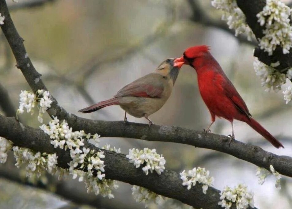 Птицы парами фото Cardinal Kiss Beautiful birds, Bird photo, Cardinal birds