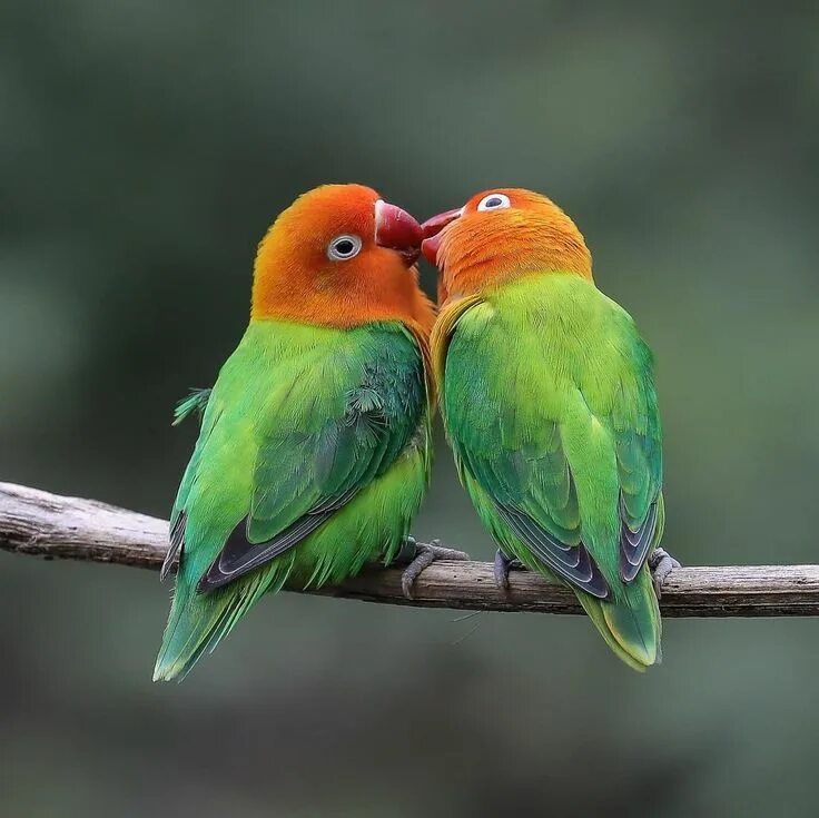 Птицы парами фото San Diego Zoo on Instagram: "Fischer's lovebirds live up to their name. These bi