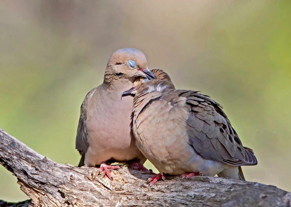 Птицы парами фото Show Birds Some Love: Join the Great Backyard Bird Count Audubon North Carolina