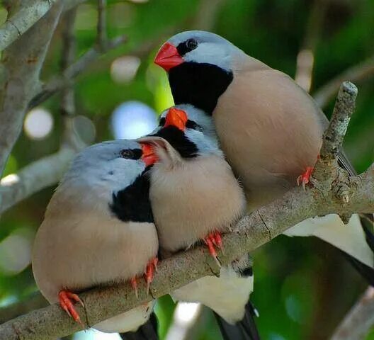 Птицы парами фото Pin by ♡ Sherri Lynn ♡ on ♡ Birds Of A Feather Flock Together ♡ Finches bird, Be