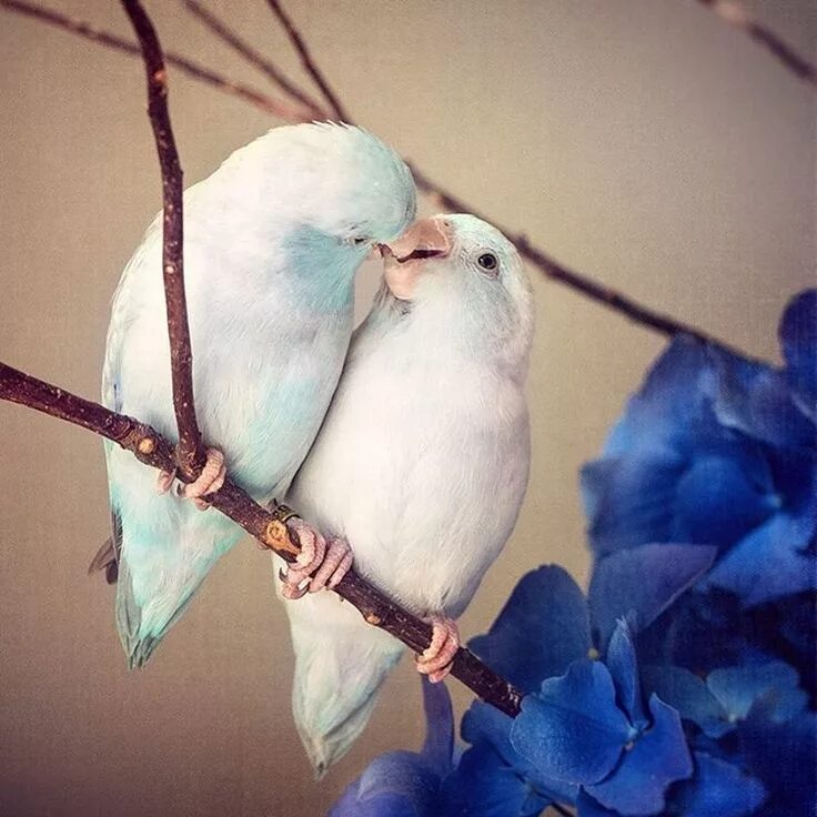 Птицы парами фото 20 Photos Proving That Animals Can’t Live Without Love CutesyPooh Pet birds, Bea