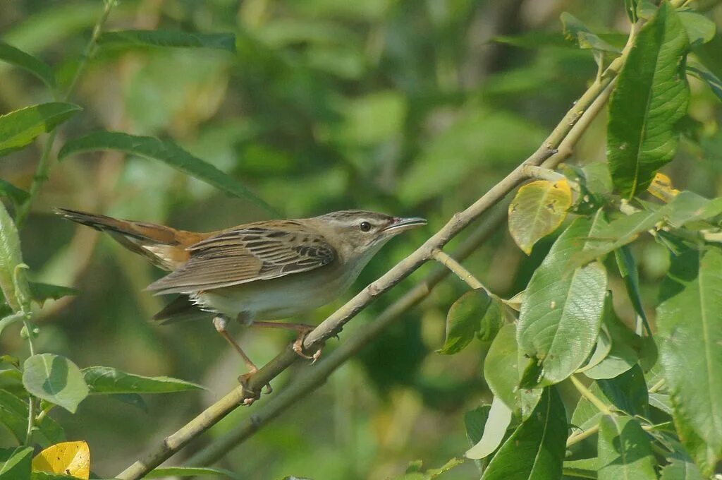 Птицы пензенской области фото с названиями Pallas's Grasshopper Warbler (Locustella certhiola). Birds of Siberia.