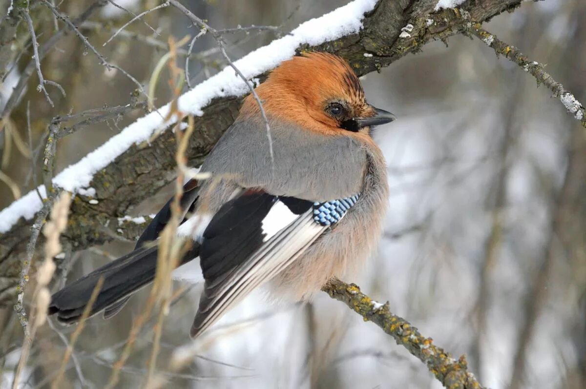 Птицы перми фото с названиями Eurasian Jay (Garrulus glandarius). Birds of Siberia.