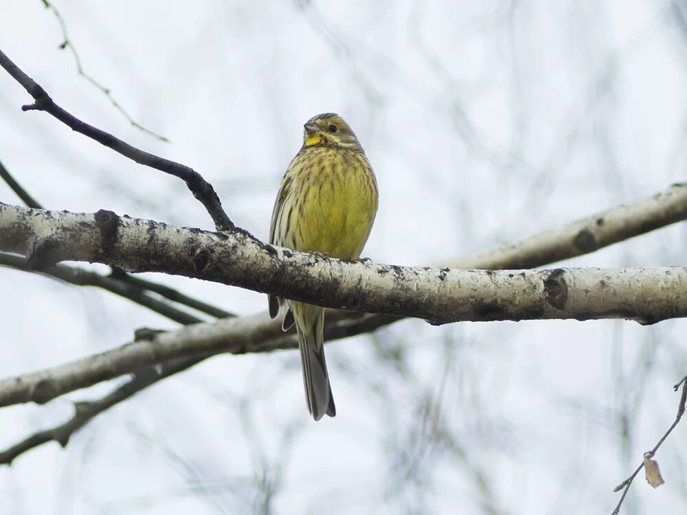 Птицы перми фото с названиями Yellowhammer (Emberiza citrinella). Birds of Siberia.