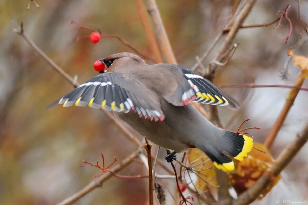 Птицы перми фото с названиями PHOTO: Birds of the Perm Territory - Gorodprizrak