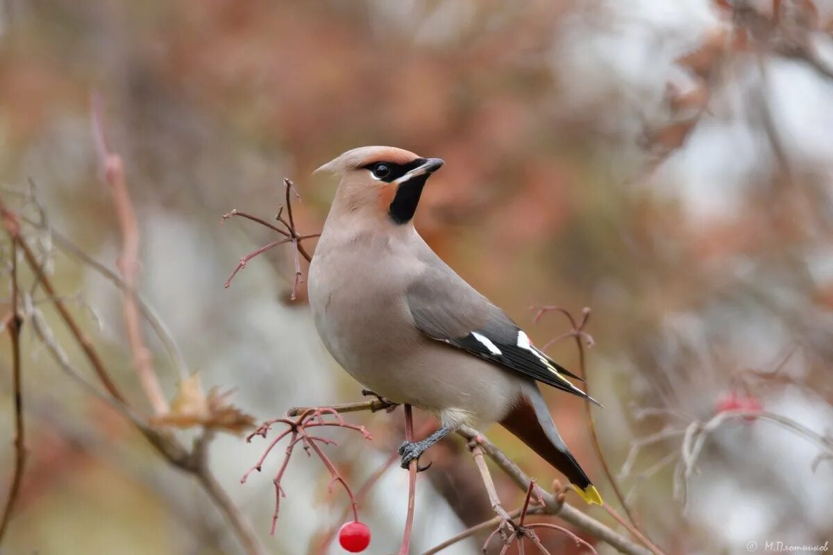 Птицы перми фото с названиями PHOTO: Birds of the Perm Territory - Gorodprizrak