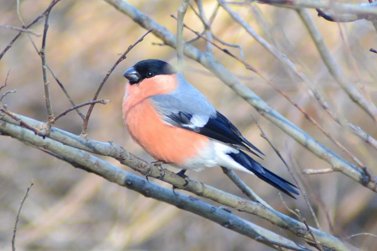 Птицы пермского края фото Northern Bullfinch (Pyrrhula pyrrhula). Birds of Siberia.