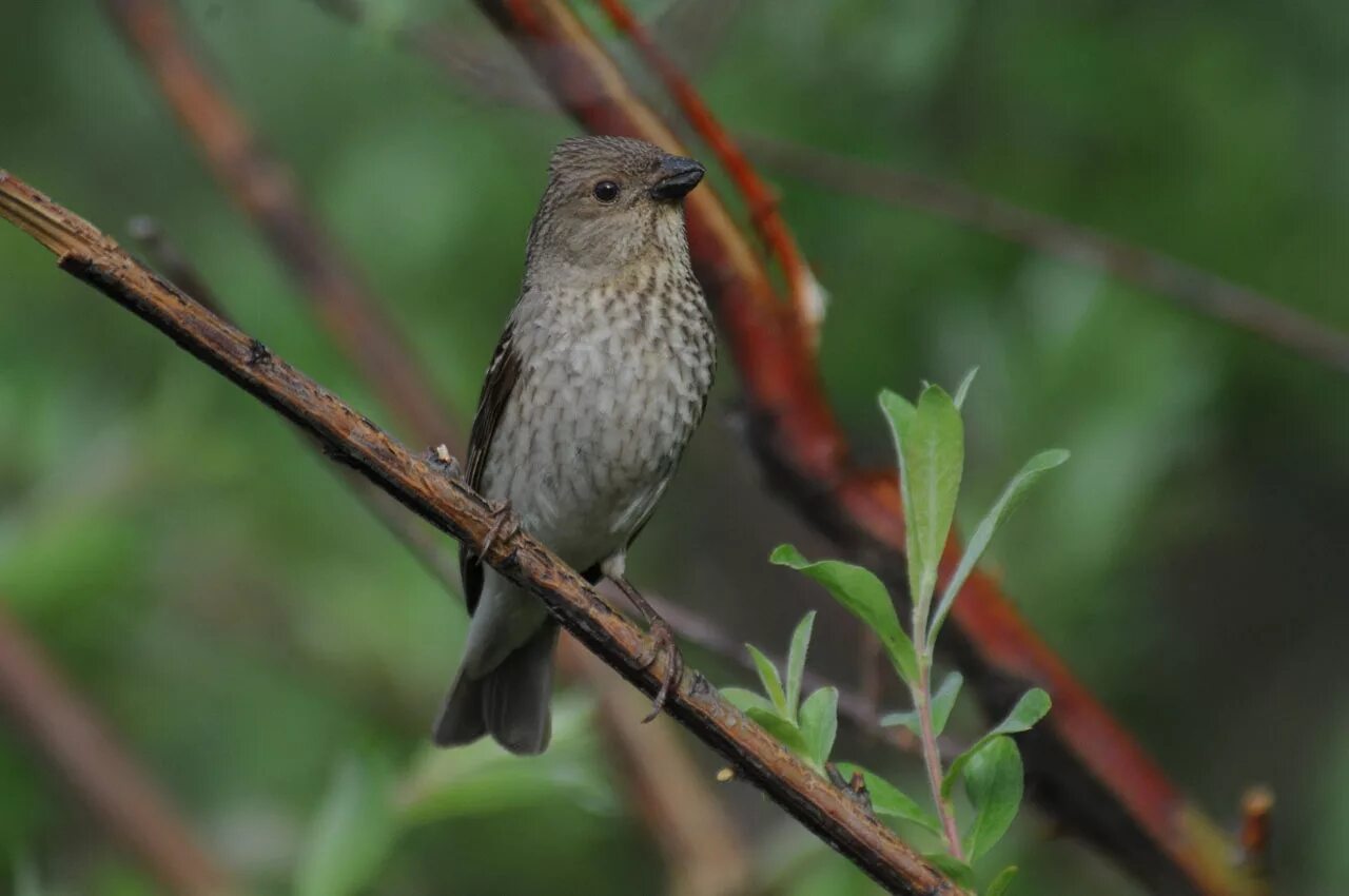 Птицы пермского края фото с названиями Воробьиные (Passerines) - Моя родина - Магадан