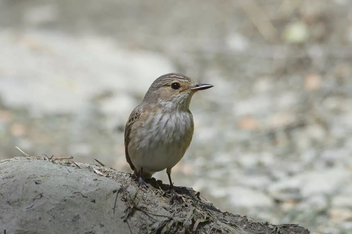 Птицы пермского края фото с названиями Spotted Flycatcher (Muscicapa striata). Birds of Siberia.