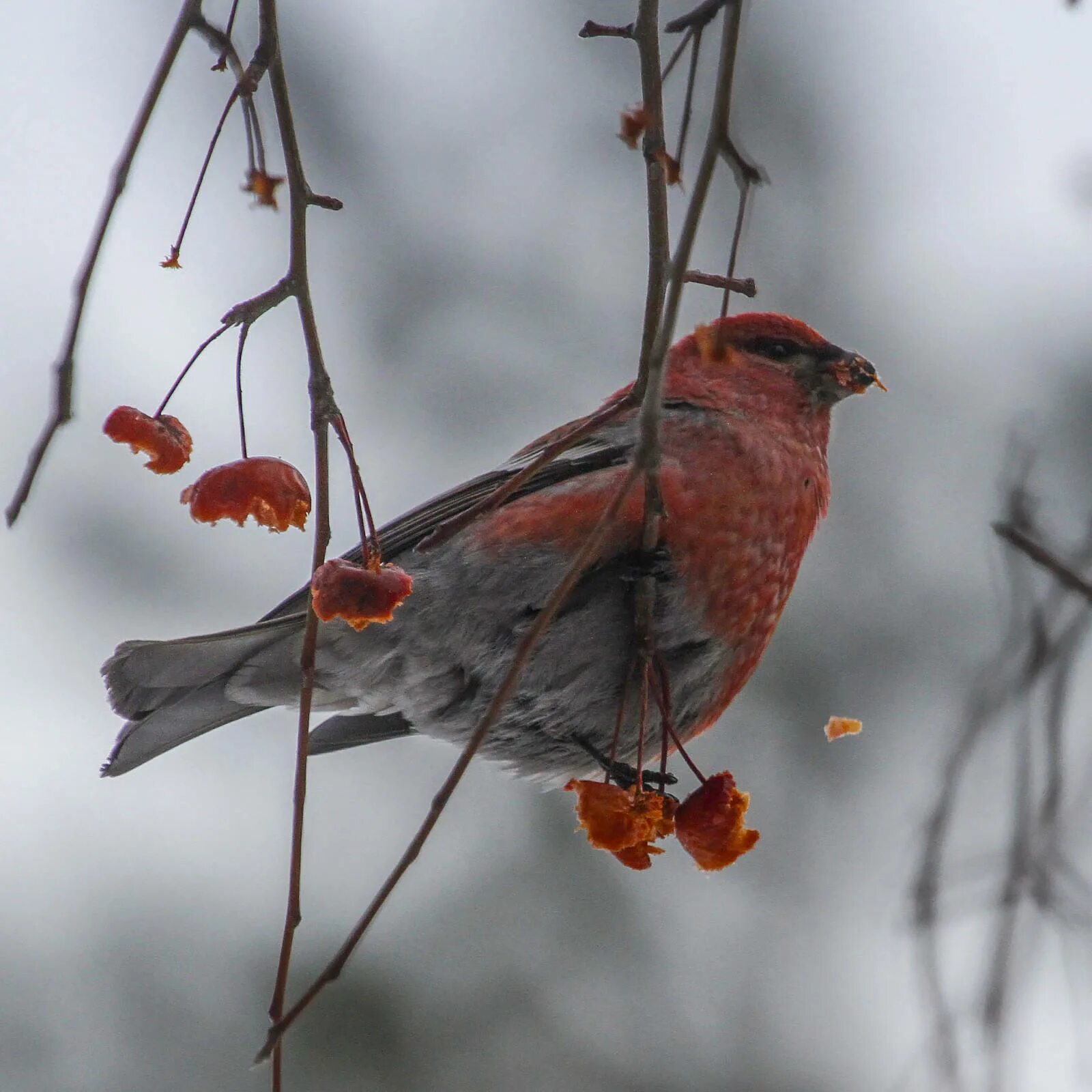 Птицы пермского края описание фото Pine Grosbeak (Pinicola enucleator). Birds of Siberia.