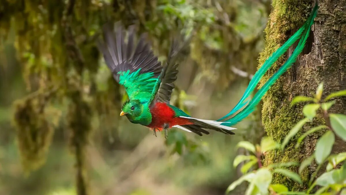 Птицы перу фото 5 Quetzal Species Flying in Central and South America