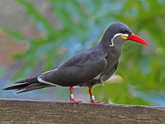 Птицы перу фото File:Inca Tern RWD3.jpg - Wikimedia Commons