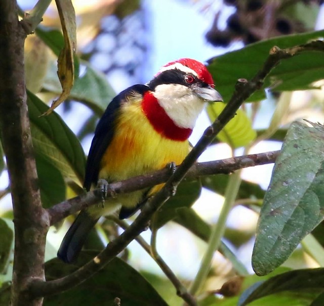 Птицы перу фото Peru: Scarlet-banded Barbet Back on flickr after a while. Flickr