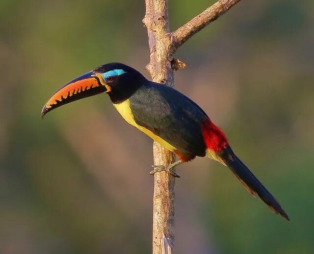 Птицы перу фото Peru: Lettered Aracari Pet birds, Exotic birds, Beautiful birds