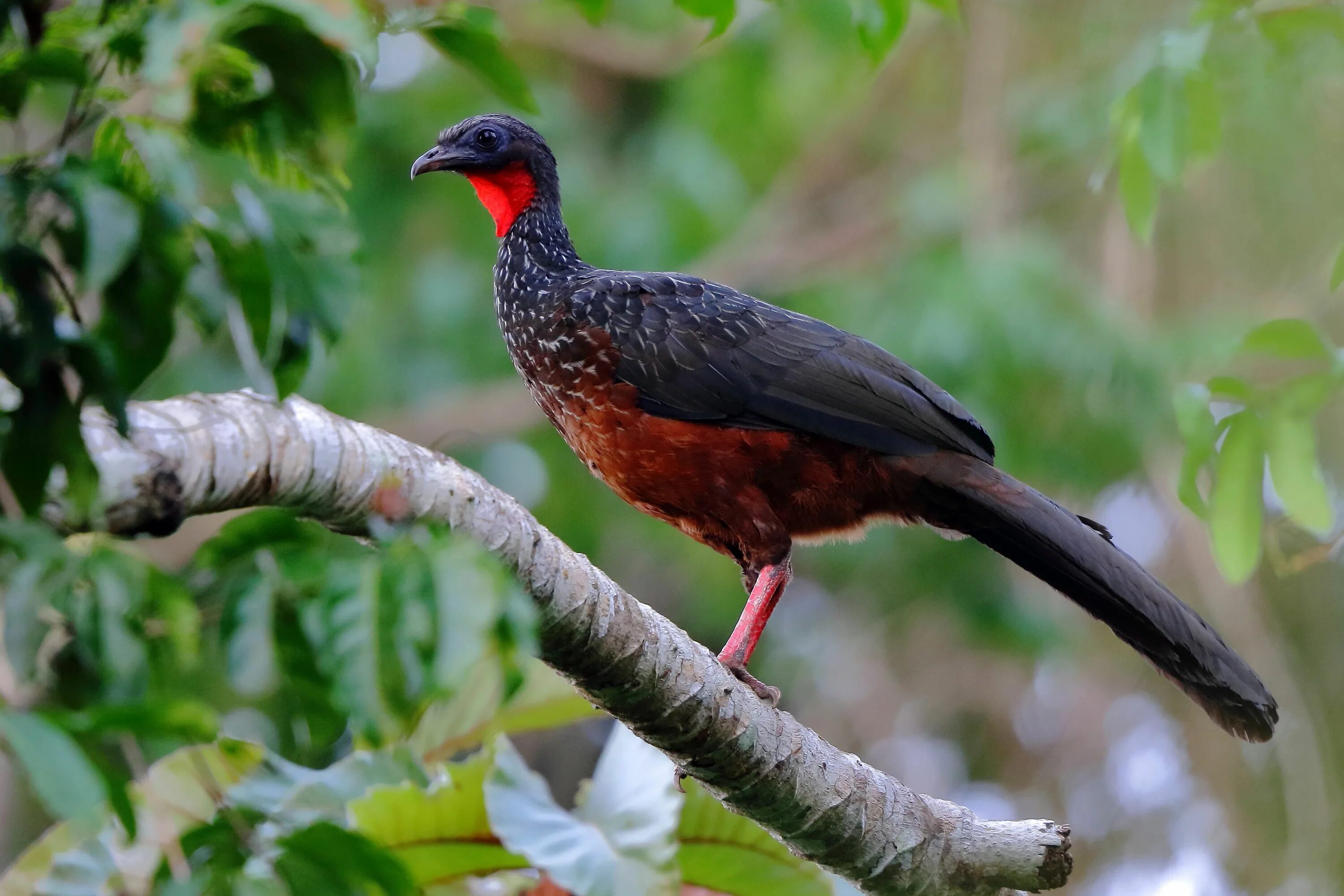 Птицы перу фото Spix's guan (Penelope jacquacu) Yakari Eco Lodge, Puerto Maldonado (Peru) Puerto