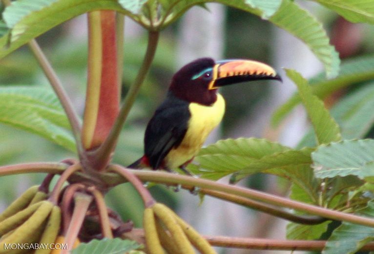 Птицы перу фото Lettered Araçari (Pteroglossus inscriptus) Amazon birds, Birds, Bird species