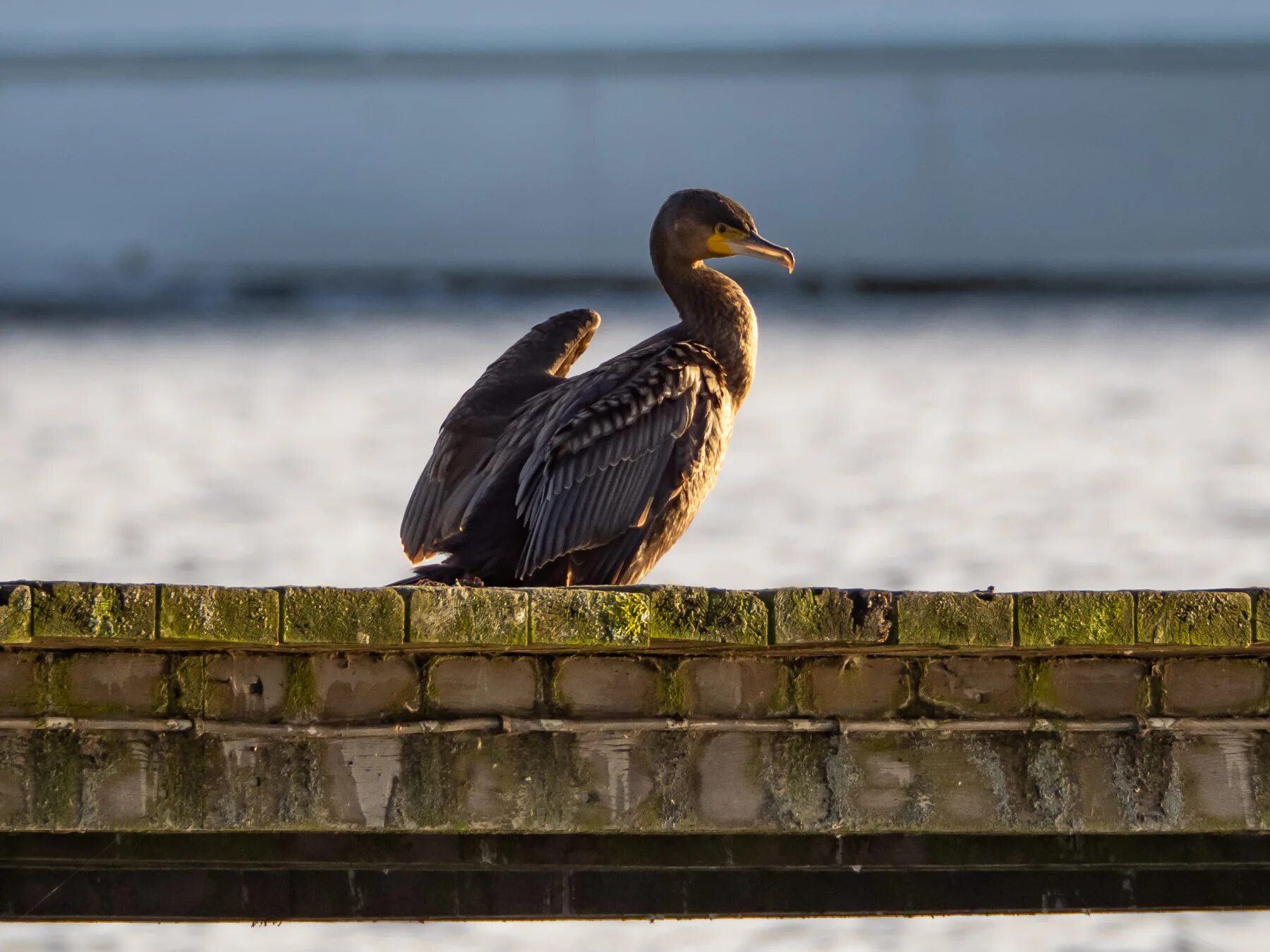 Птицы петербурга фото Большой баклан (Phalacrocorax carbo). Фото на сайте "Грибы: информация и фотогра