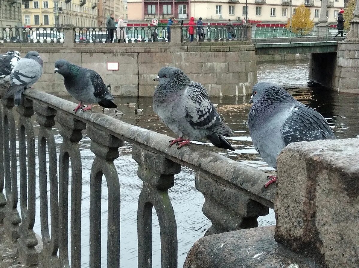 Птицы петербурга фото Фото животных: Посиделки.. Лидия К.. - ANIMAL PHOTO