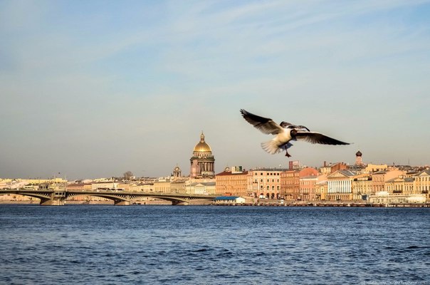 Птицы петербурга фото Картинки для отдыха глаз - ЯПлакалъ