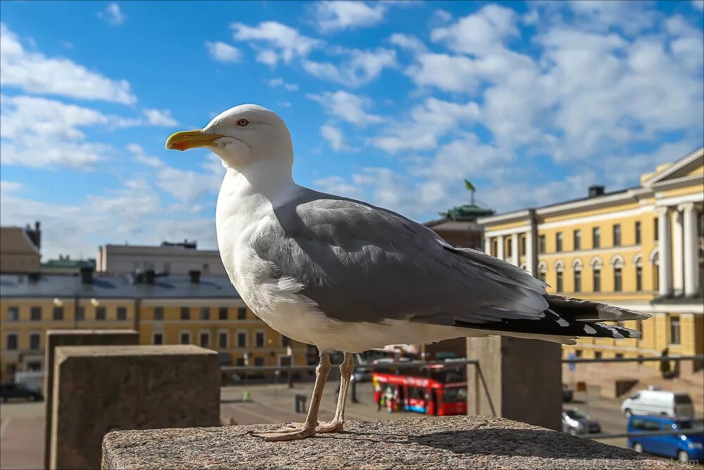 Птицы петербурга фото Хельсинки, день второй: fotografersha - ЖЖ