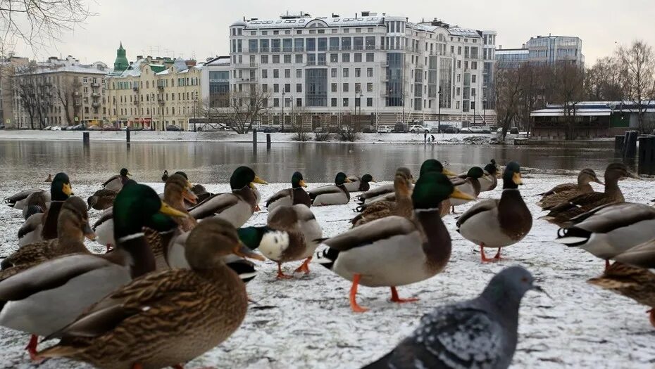 Птицы петербурга фото Петербуржцев попросили не кормить птиц острым и копчёным