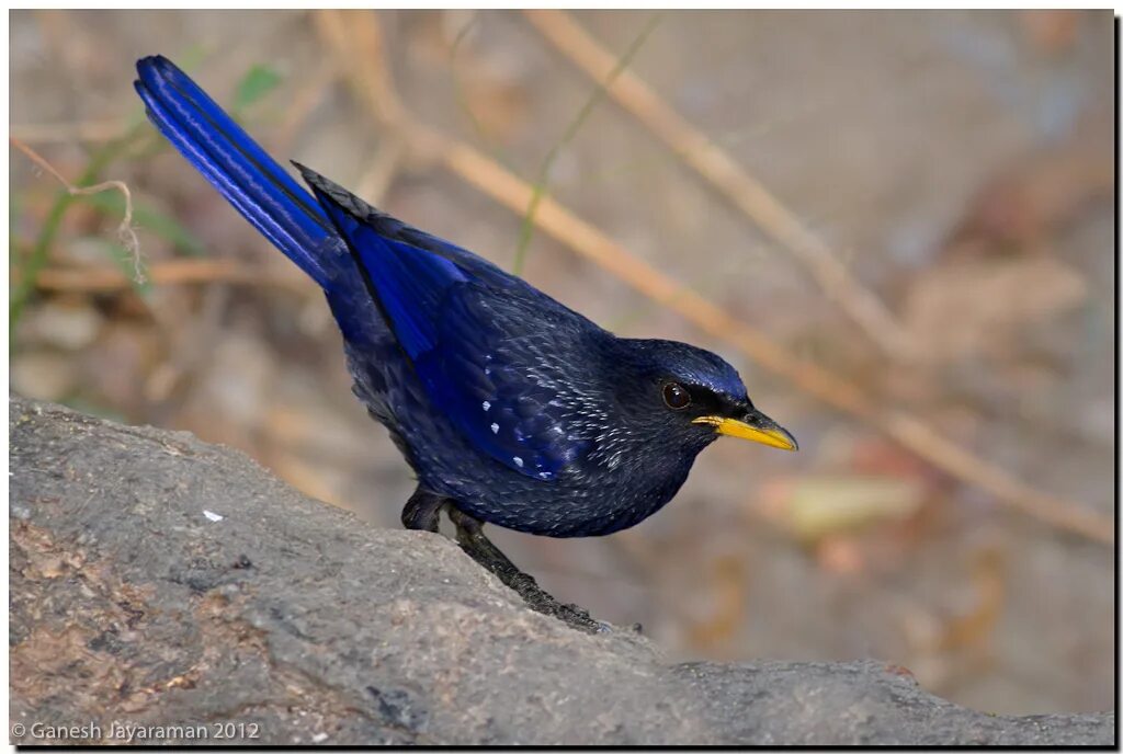 Птицы петербурга фото и названия Blue Whistling-thrush Flickr