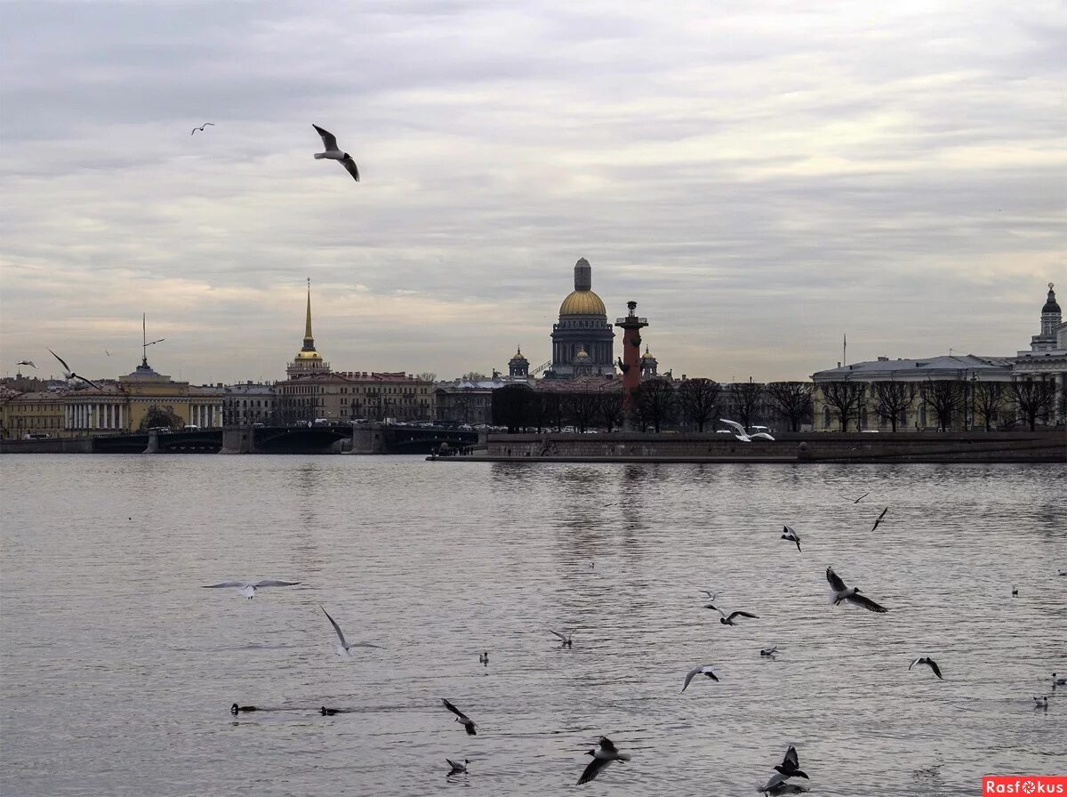 Птицы петербурга фото и названия Фото: Над Невой. Фотолюбитель Александр Сироткин. Город. Фотосайт Расфокус.ру