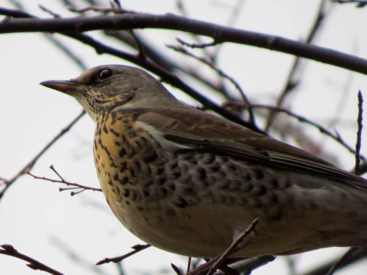 Птицы подмосковья фото и описание Fieldfare (Turdus pilaris). Birds of Siberia.