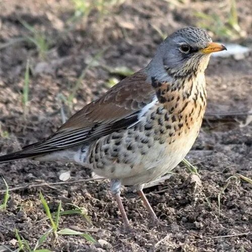 Птицы подмосковья фото с названиями летом Stream birds by Tatyana Batueva Listen online for free on SoundCloud