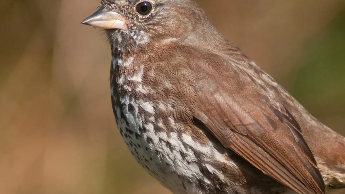 Птицы подмосковья фото с названиями темно коричневая Fox Sparrow National Geographic