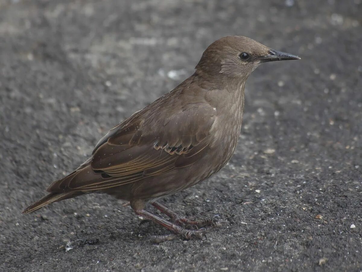 Птицы подмосковья фото с названиями темно коричневая Pin on Birds Animals, Bird, Birds