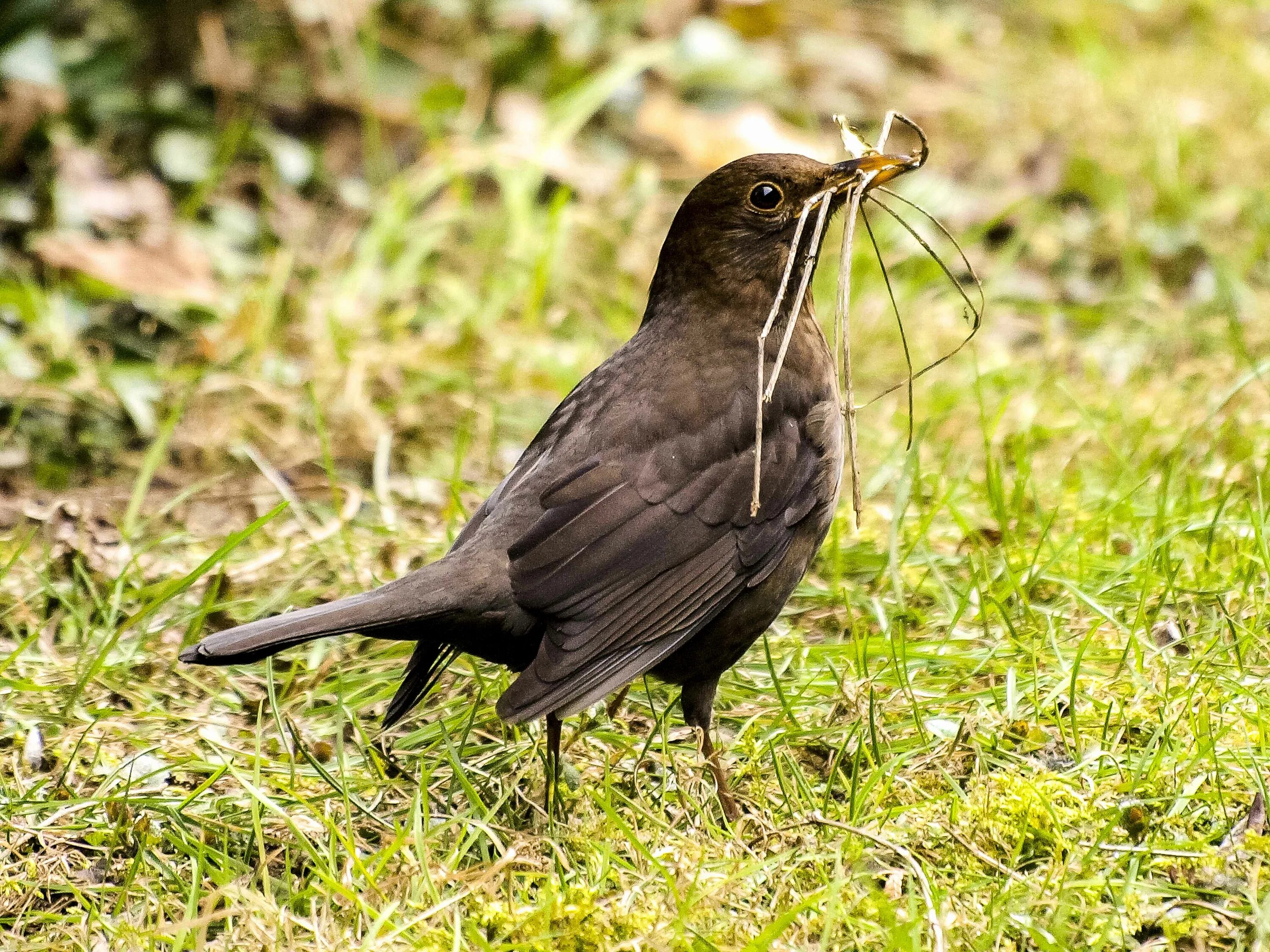 Птицы подмосковья фото с названиями темно коричневая File:Amsel (31) (34633744120).jpg - Wikimedia Commons