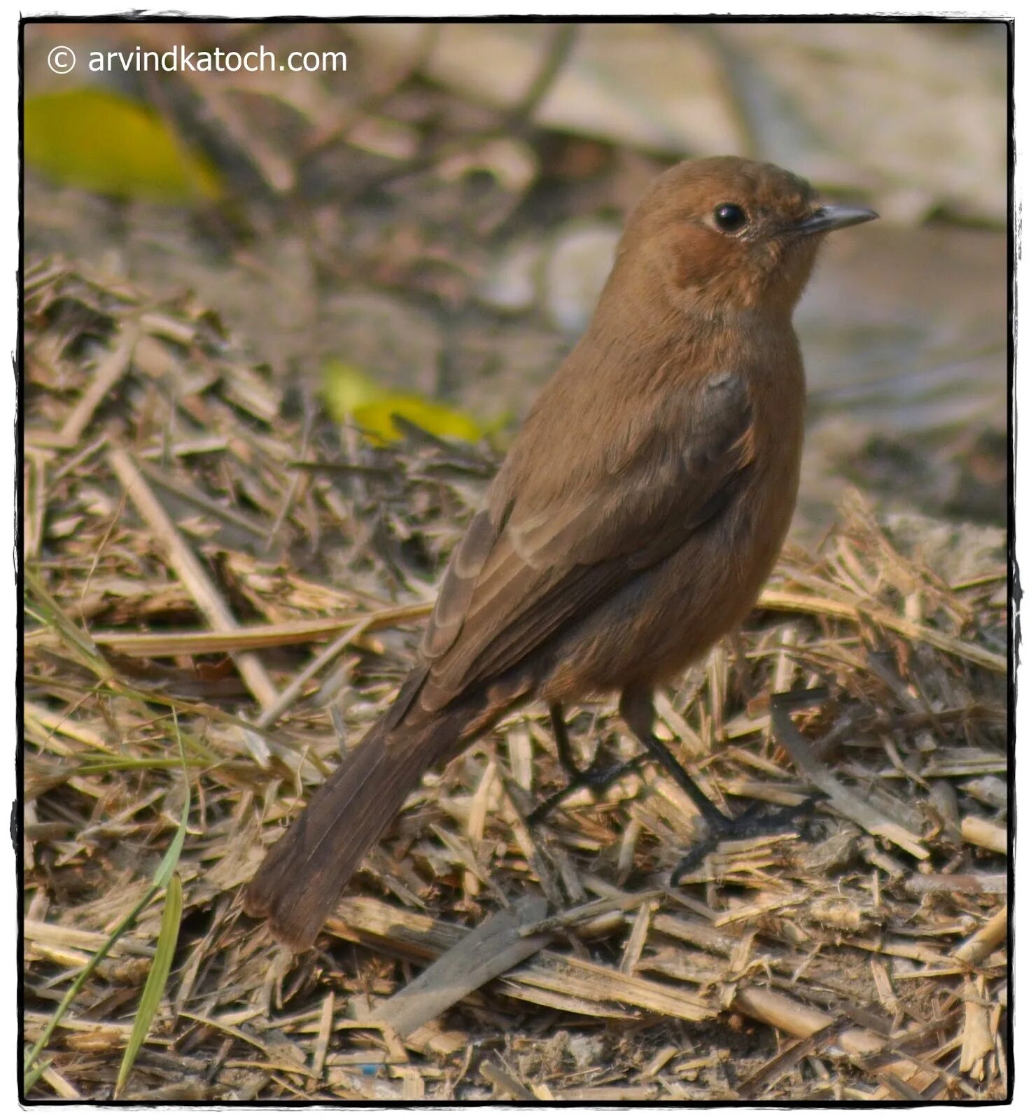 Птицы подмосковья фото с названиями темно коричневая Free photo: Brown bird - Bird, Brown, Feathers - Free Download - Jooinn