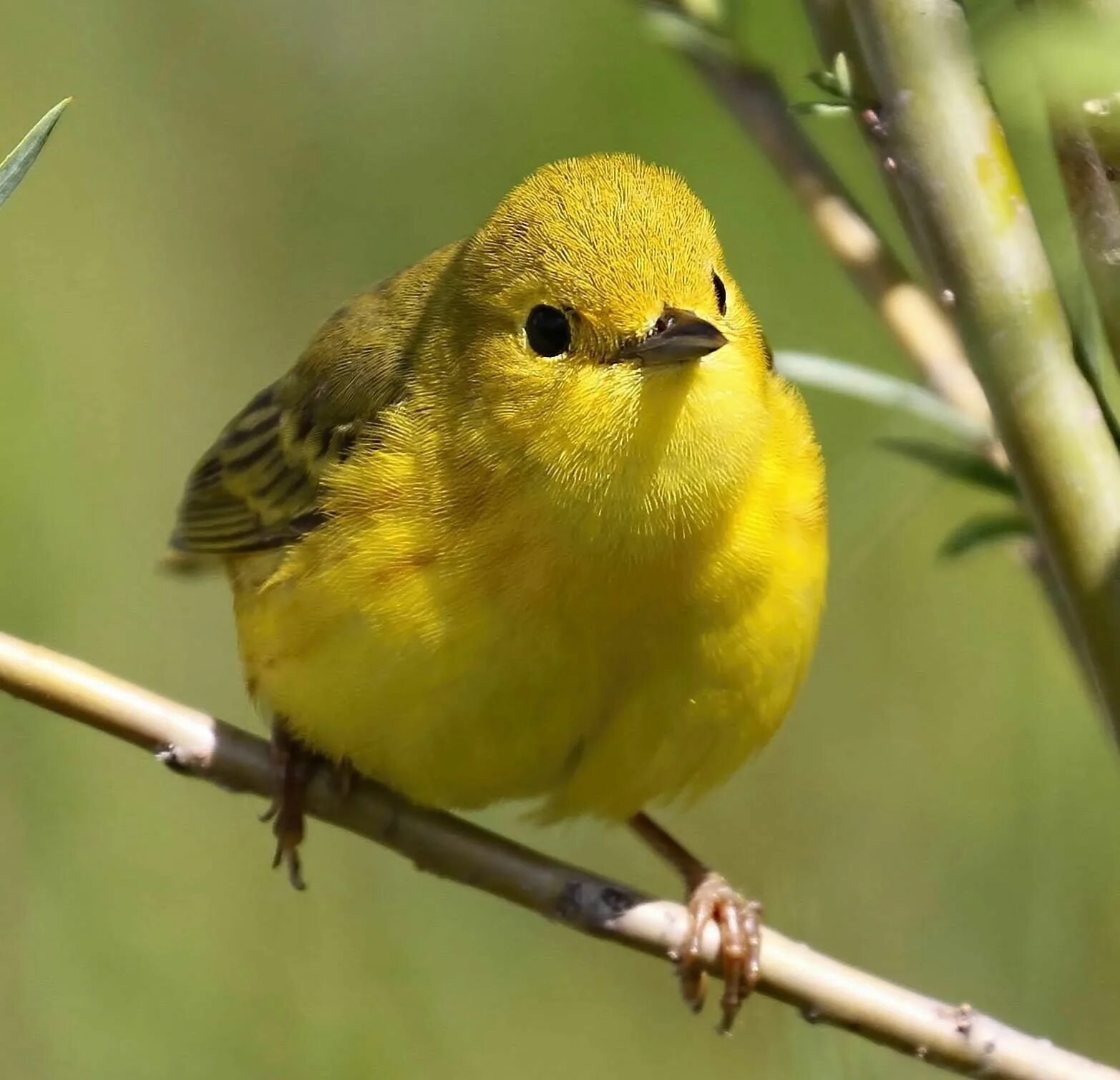 Птицы подмосковья фото желтая Yellow Warbler