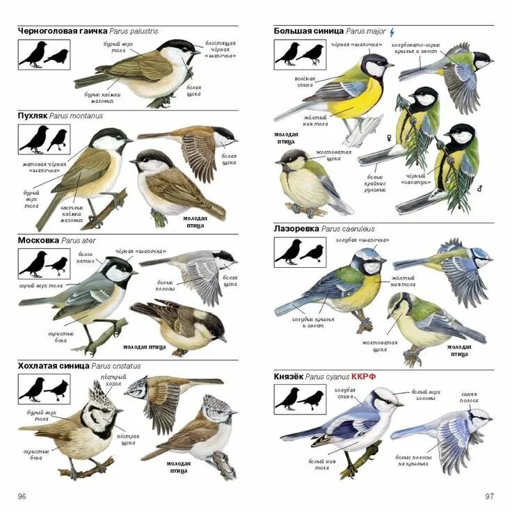 Птицы подмосковья каталог с названиями и фото Птицы Европейской части России. Полевой определитель Птицы, Природоведение, Науч