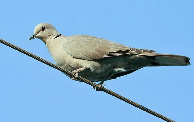 Птицы похожие на голубя фото File:Eurasian Collared Dove, Hodal, Haryana, India I IMG 9674.jpg - Wikipedia