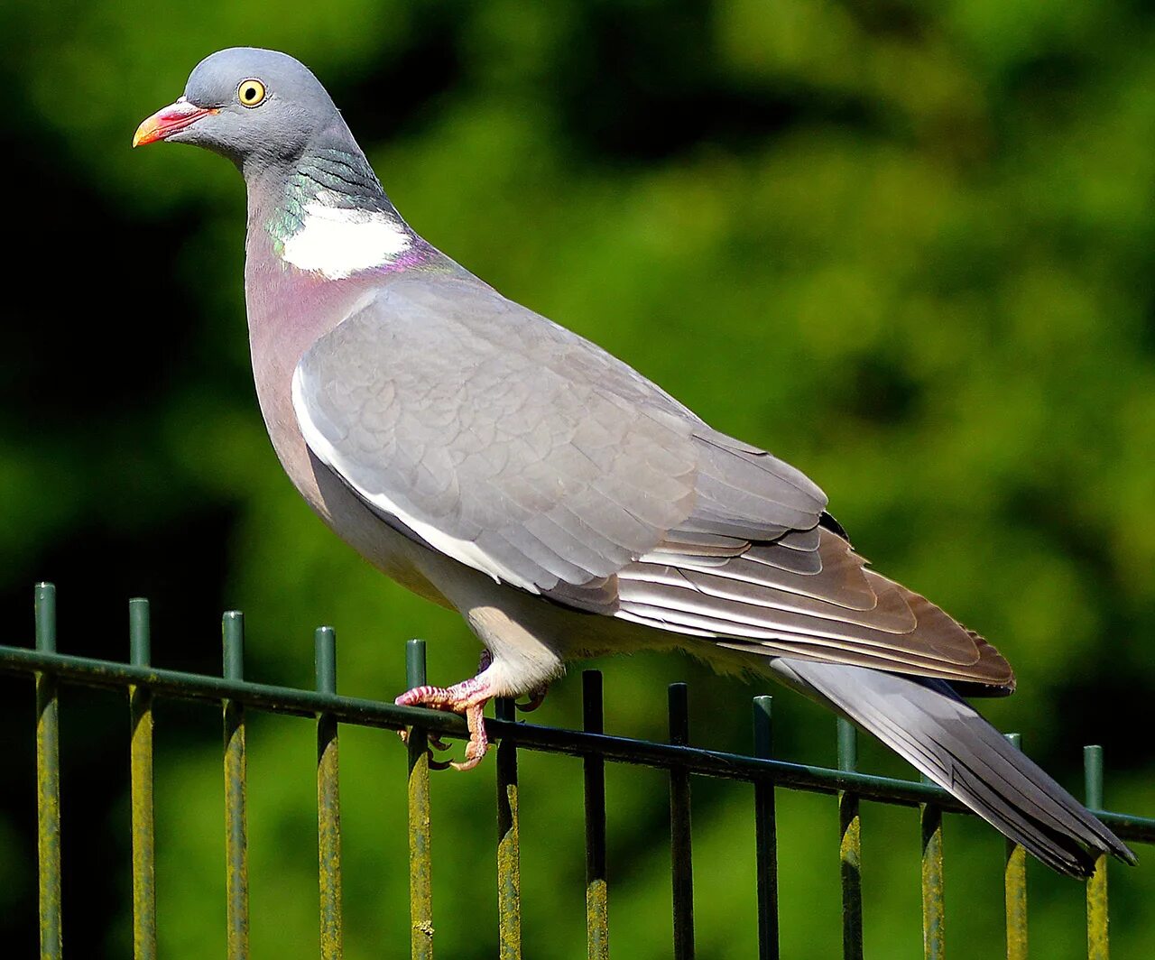 Птицы похожие на голубя фото Species Literacy in the Netherlands - Leiden University