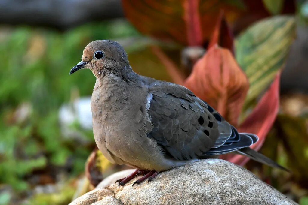 Птицы похожие на голубя фото Mourning Dove (Juvenile) DSC_5850 Soaking up some evening . Flickr