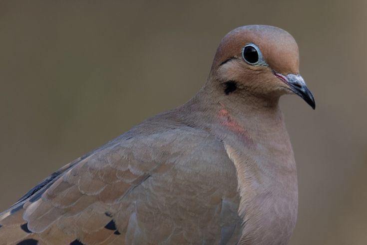 Птицы похожие на голубя фото Pin on Aves - Birds