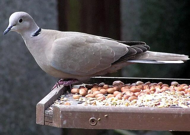 Птицы похожие на голубя фото File:Collared.dove.jpg - Wikipedia