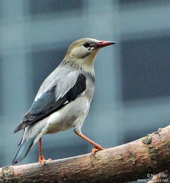 Птицы похожие на скворцов фото Red-billed Starling - Spodiopsar sericeus - nefi6358