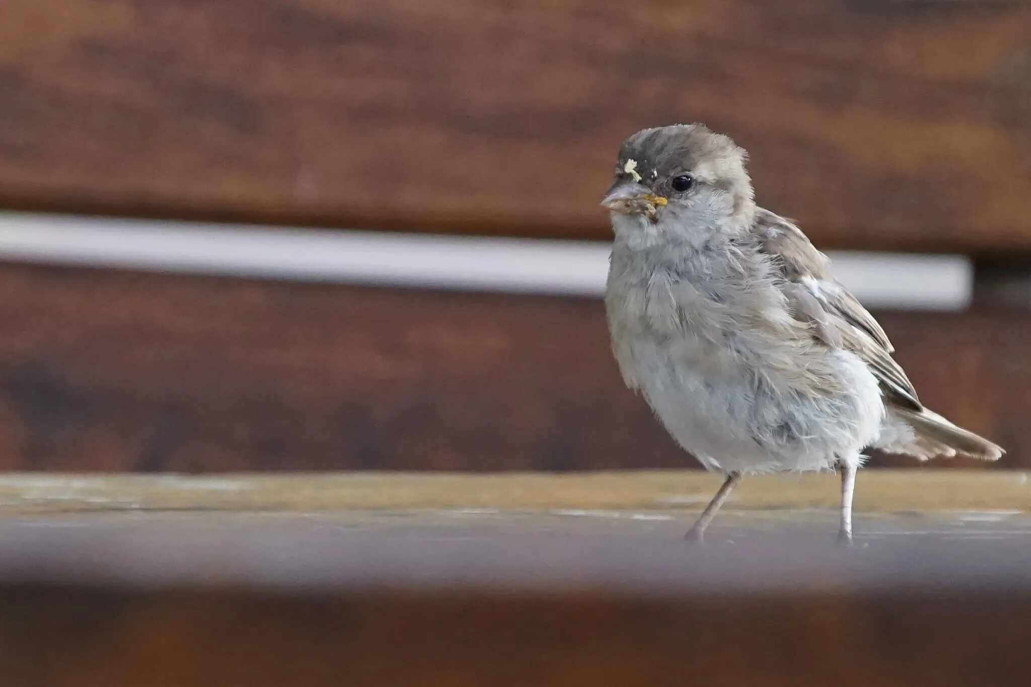 Птицы похожие на воробьев фото Sparrow Bird Sparrows free image download