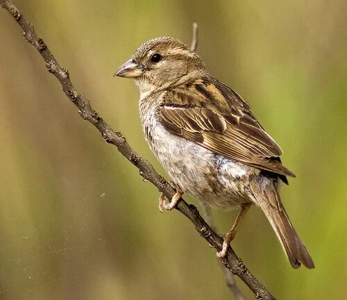 Птицы похожие на воробья фото Beauty from the Commonplace: 27 Cool Photographs of Sparrows Female house sparro