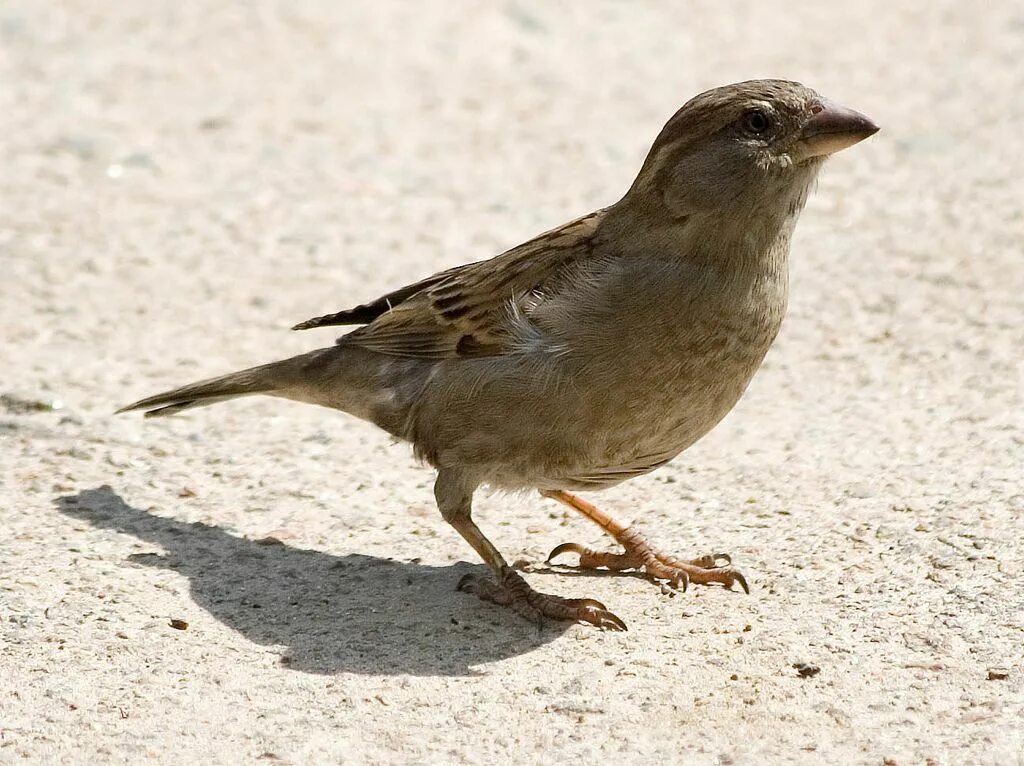 Птицы похожие на воробья фото Female House Sparrow; Passer domesticus Animal photo, Animals, Creatures